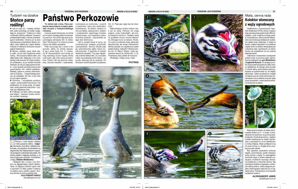 perkoz, dwuczuby, perkozy, dwuczube, gniazdo, perkoza, dwuczubego, perkozów, dwuczubych, gniazdowanie