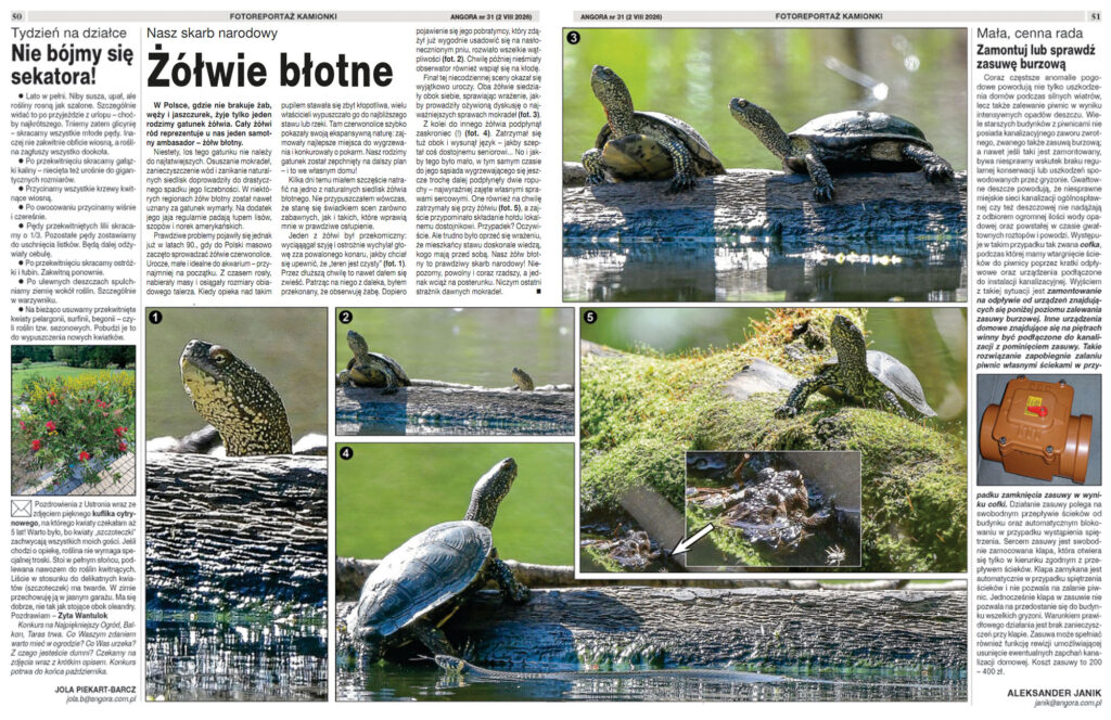 żółw błotny, żółwie błotne,